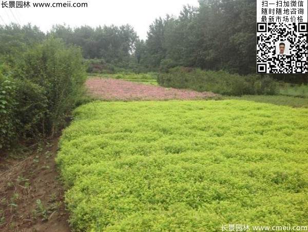 金山(shān)繡線(xiàn)菊圖片