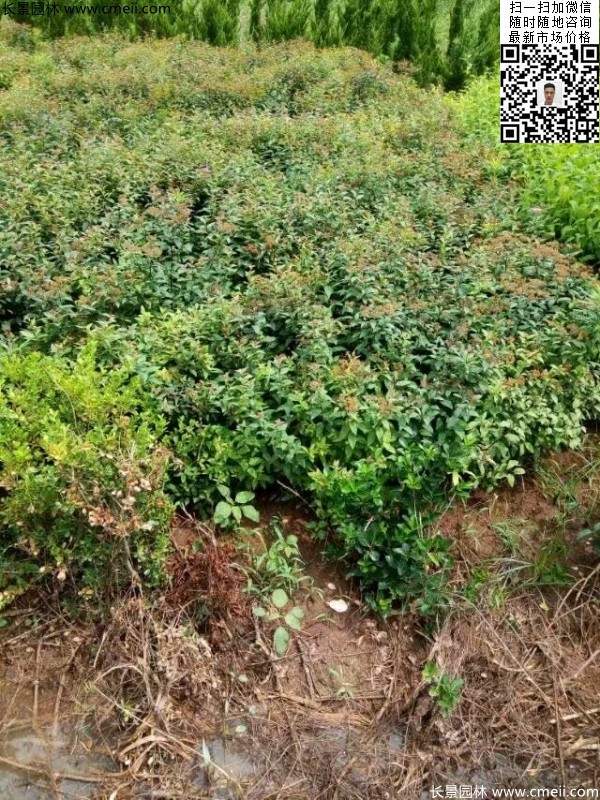 粉花(huā)繡線(xiàn)菊基地圖片
