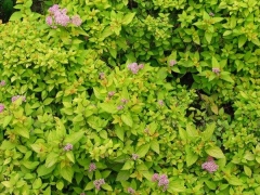 金山(shān)繡線(xiàn)菊