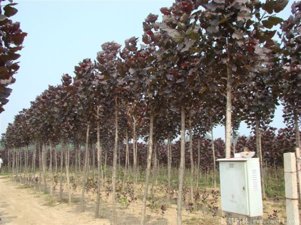 中(zhōng)華紅葉楊基地中(zhōng)華紅葉楊圖片