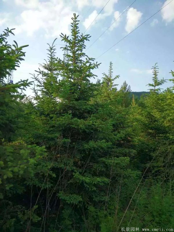 雲杉圖片基地實拍 雲杉圖片基地實拍