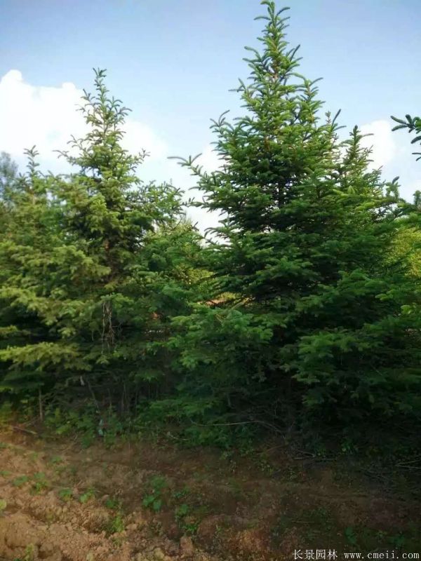 雲杉圖片基地實拍 雲杉圖片基地實拍