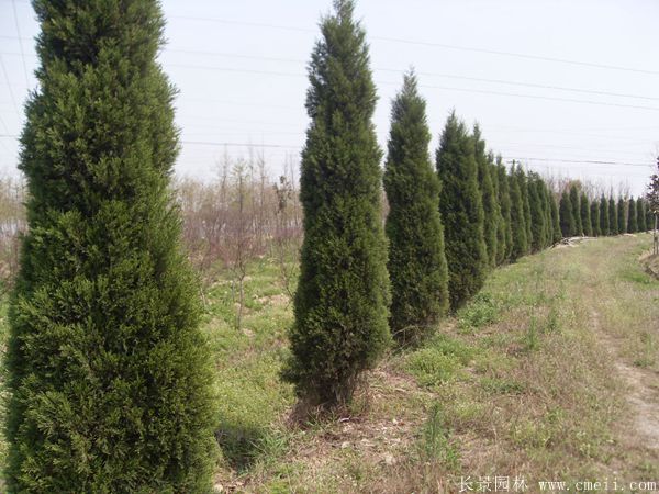 蜀桧圖片蜀桧基地實拍 蜀桧圖片蜀桧基地實拍