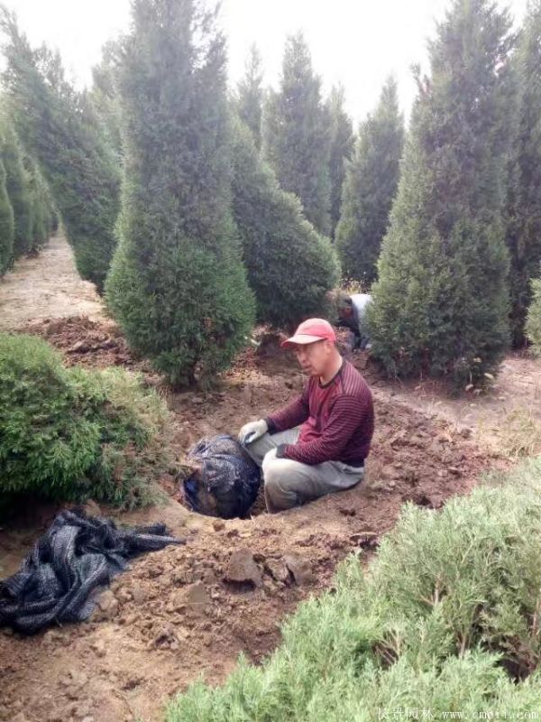 蜀桧圖片蜀桧基地實拍 蜀桧圖片蜀桧基地實拍