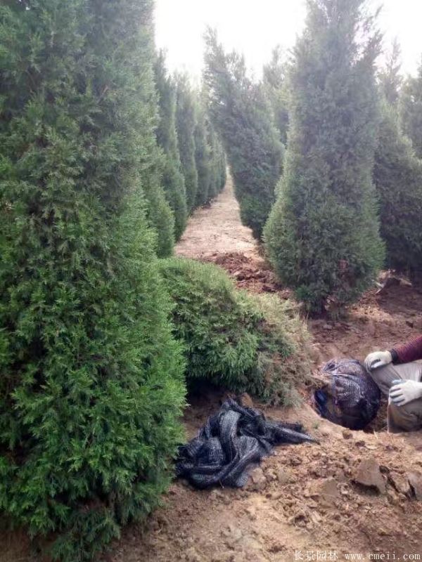 蜀桧圖片蜀桧基地實拍 蜀桧圖片蜀桧基地實拍