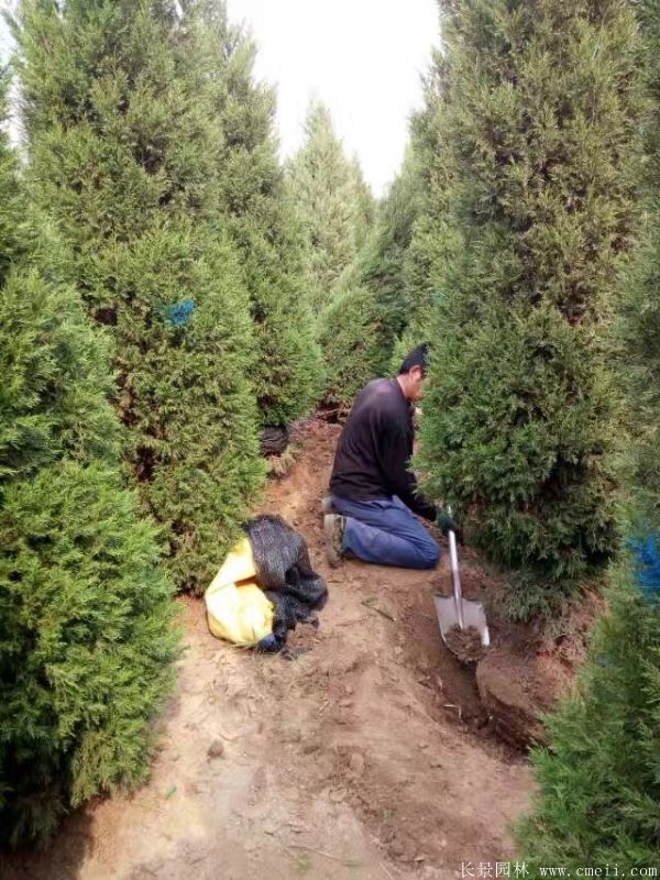 蜀桧圖片蜀桧基地實拍 蜀桧圖片蜀桧基地實拍