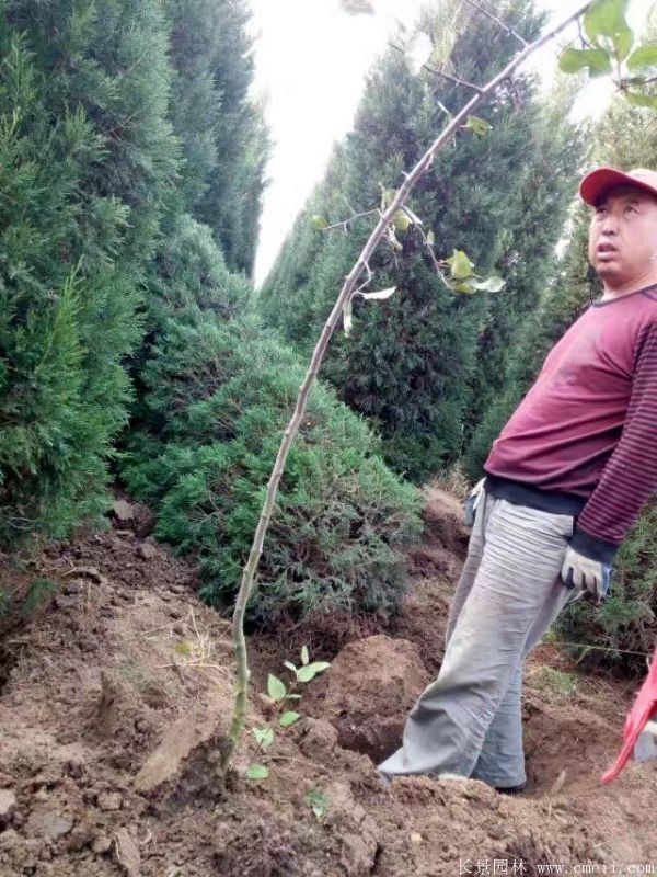 蜀桧圖片蜀桧基地實拍 蜀桧圖片蜀桧基地實拍