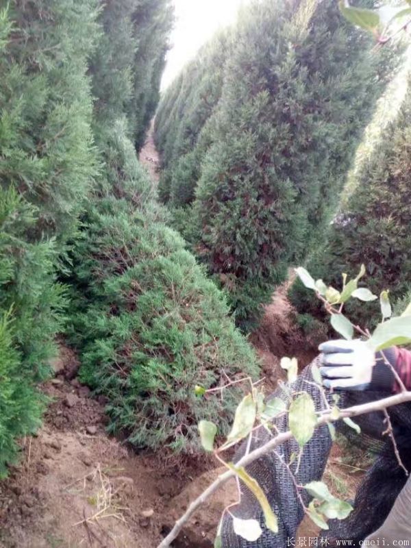 蜀桧圖片蜀桧基地實拍 蜀桧圖片蜀桧基地實拍