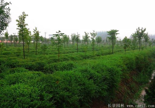 小(xiǎo)葉女貞圖片基地實拍 小(xiǎo)葉女貞圖片基地實拍