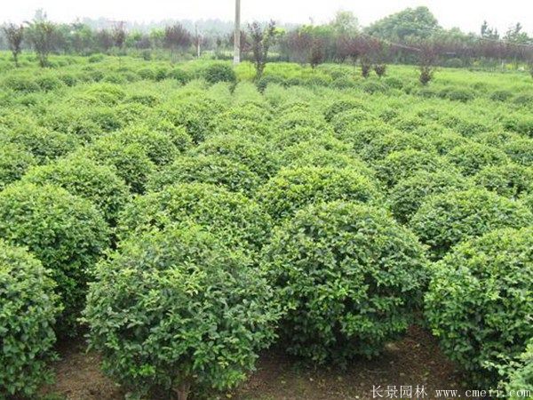 小(xiǎo)葉女貞圖片基地實拍 小(xiǎo)葉女貞圖片基地實拍