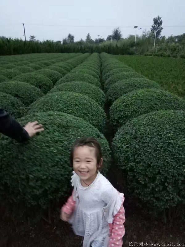 小(xiǎo)葉女貞圖片基地實拍 小(xiǎo)葉女貞圖片基地實拍