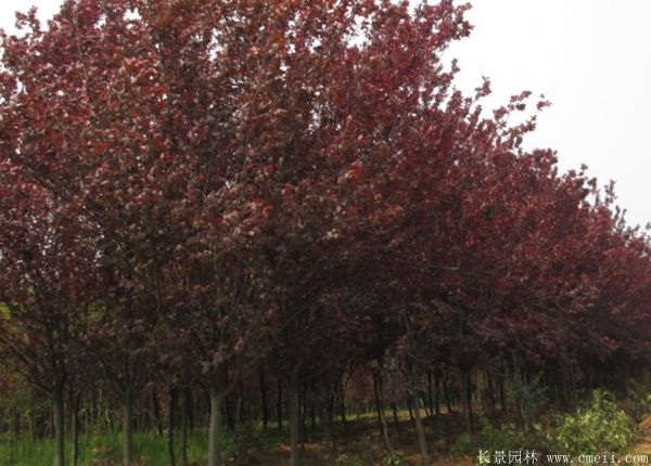 紅葉李圖片基地實拍 紅葉李圖片基地實拍