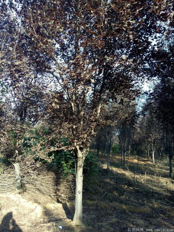 紅葉李圖片基地實拍 紅葉李圖片基地實拍