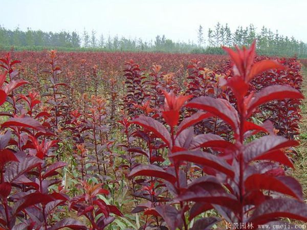 紅葉李圖片基地實拍 紅葉李圖片基地實拍
