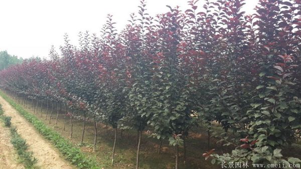 紅葉李圖片基地實拍 紅葉李圖片基地實拍