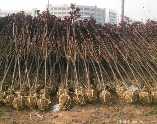 紅葉李圖片基地實拍 紅葉李圖片基地實拍