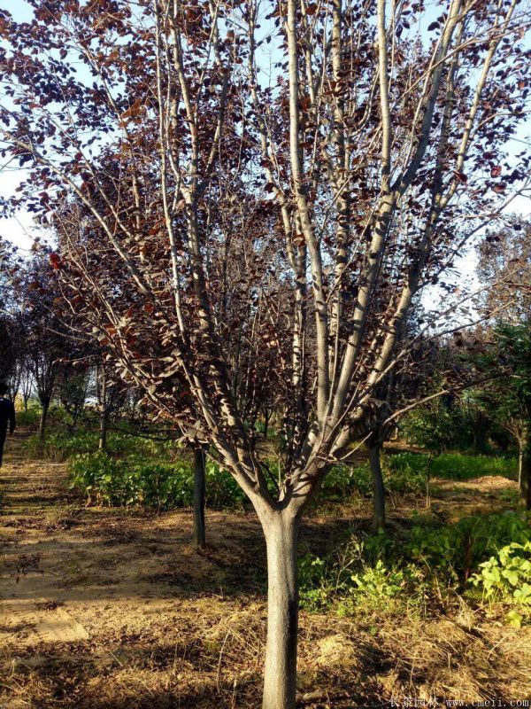 紅葉李圖片基地實拍 紅葉李圖片基地實拍