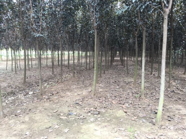 紅葉李圖片基地實拍 紅葉李圖片基地實拍