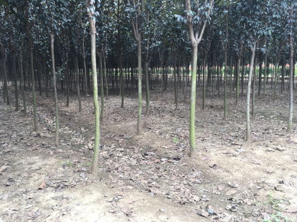 紅葉李圖片基地實拍 紅葉李圖片基地實拍