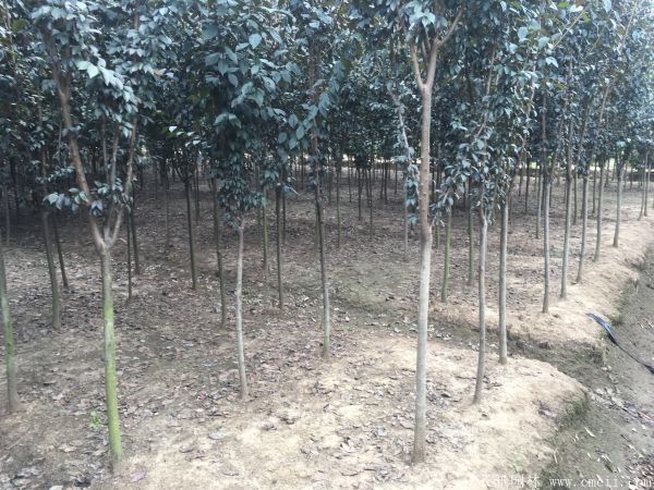 紅葉李圖片基地實拍 紅葉李圖片基地實拍