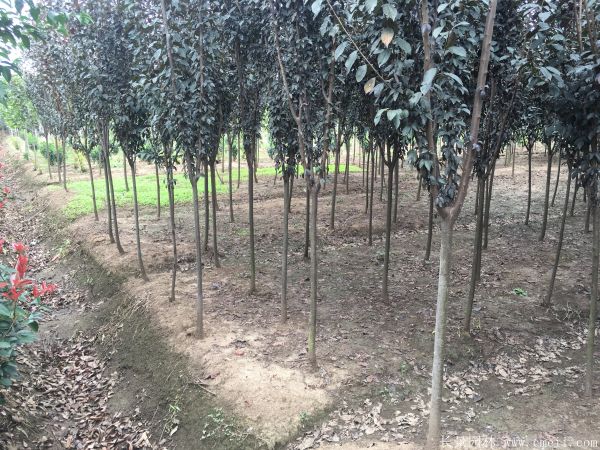 紅葉李圖片基地實拍 紅葉李圖片基地實拍