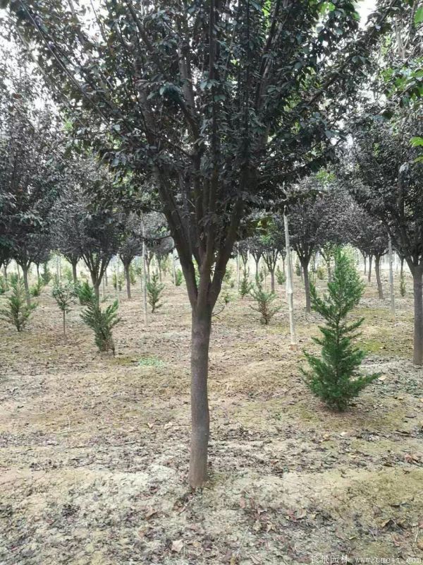 紅葉李圖片基地實拍 紅葉李圖片基地實拍