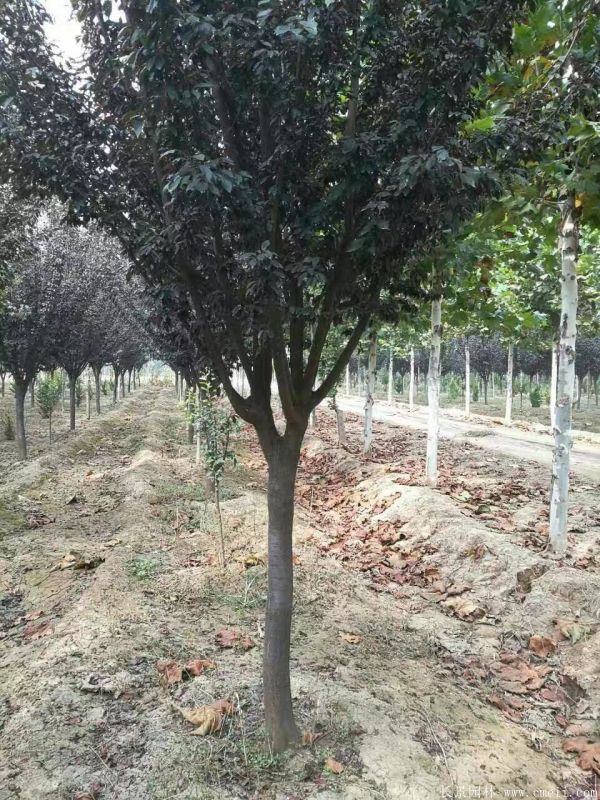 紅葉李圖片基地實拍 紅葉李圖片基地實拍