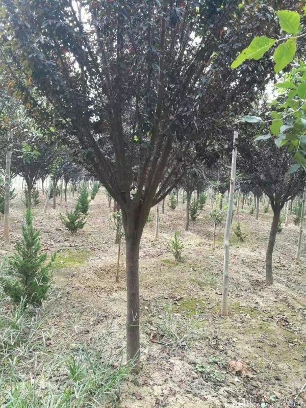 紅葉李圖片基地實拍 紅葉李圖片基地實拍