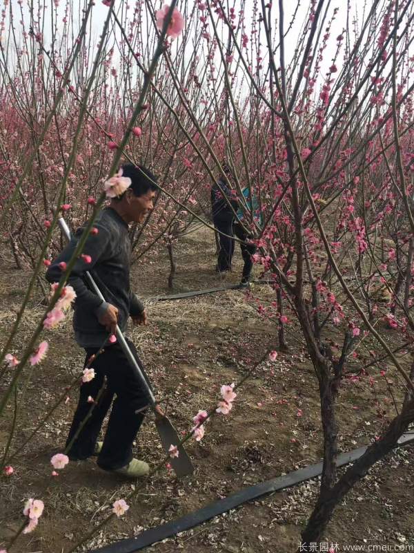 紅梅樹紅梅花(huā)圖片基地實拍
