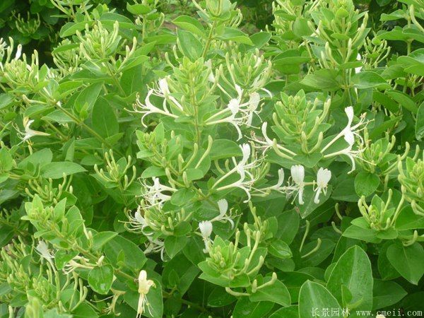 金銀花(huā)小(xiǎo)苗圖片