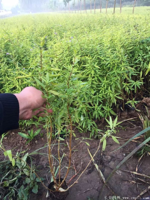 繡線(xiàn)菊圖片基地實拍