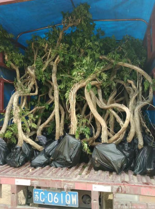 淩霄花(huā)苗圖片基地實拍