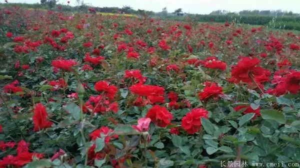 紅帽月季圖片基地實拍 紅帽月季圖片基地實拍