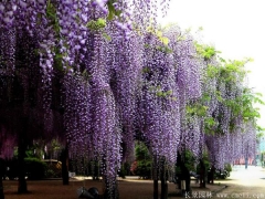 多(duō)花(huā)紫藤