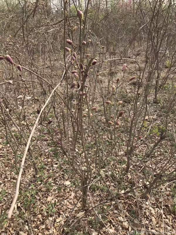 紫藤花(huā)苞圖片基地實拍