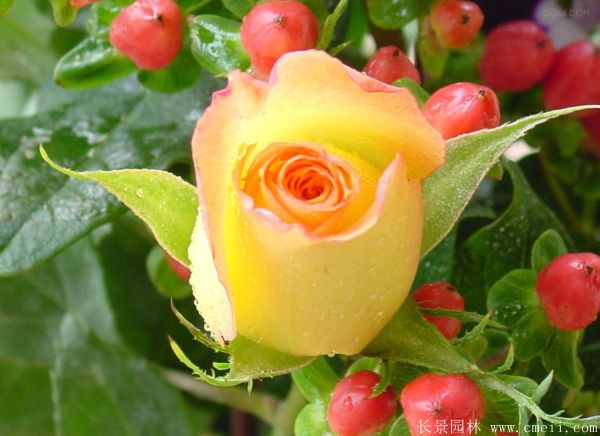 月季花(huā)圖片基地實拍