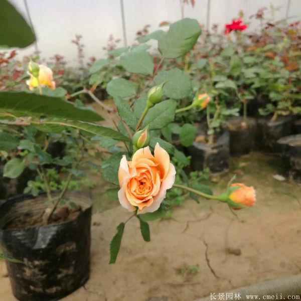 月季花(huā)圖片基地實拍