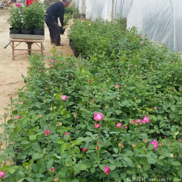月季花(huā)圖片基地實拍