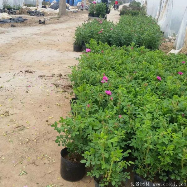 月季花(huā)圖片基地實拍