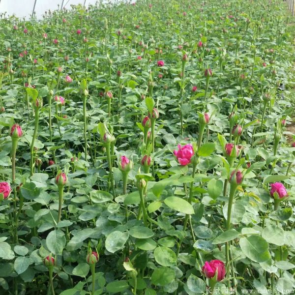 月季花(huā)圖片基地實拍