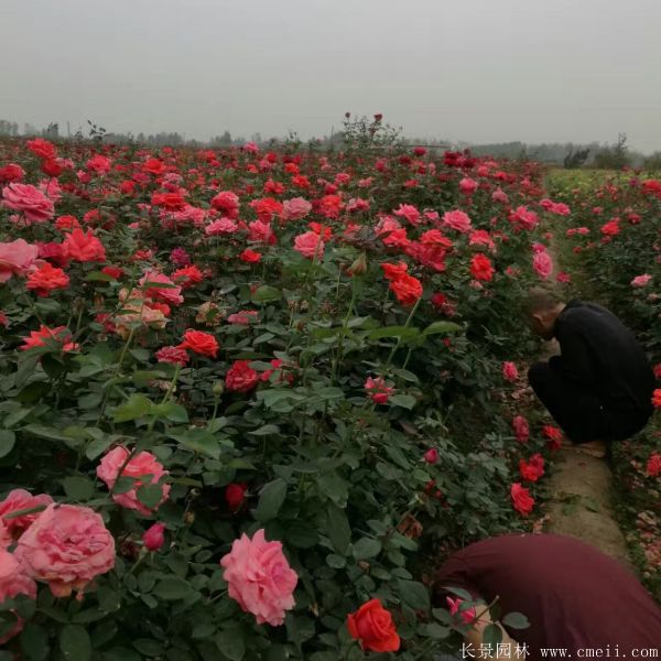 月季花(huā)圖片基地實拍