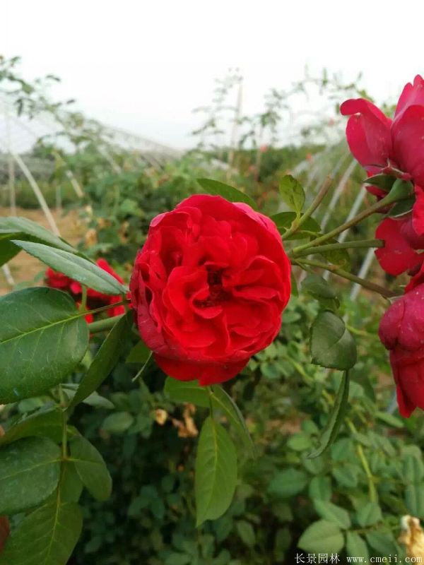 月季花(huā)圖片基地實拍