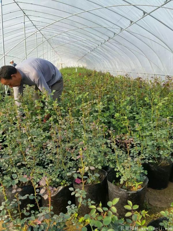 月季花(huā)圖片基地實拍
