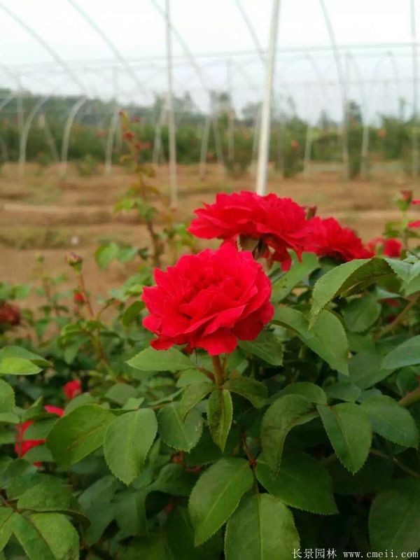 月季花(huā)圖片基地實拍