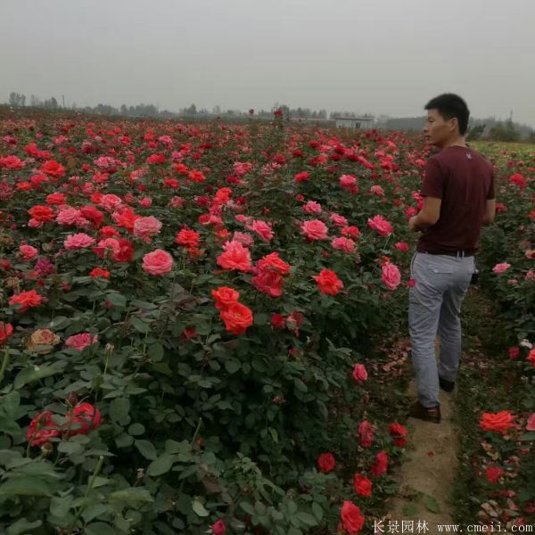 月季花(huā)圖片基地實拍
