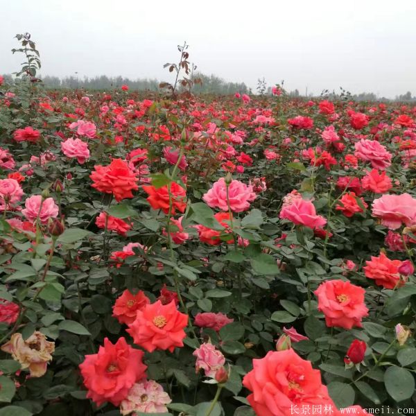 月季花(huā)圖片基地實拍