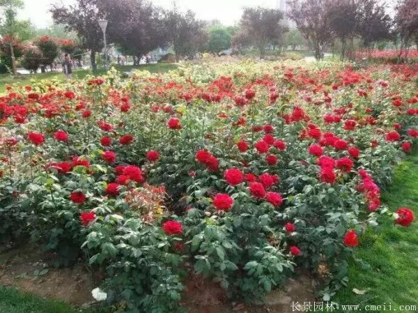 月季花(huā)圖片基地實拍
