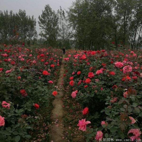 月季花(huā)圖片基地實拍
