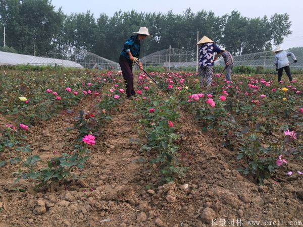 月季花(huā)圖片基地實拍