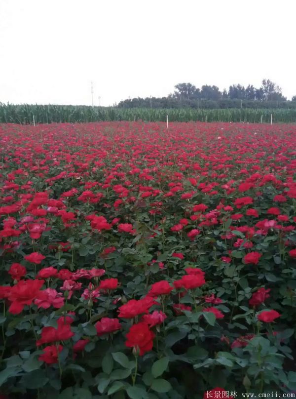月季花(huā)圖片基地實拍